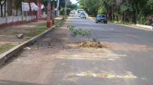 Creció una planta en el asfalto?