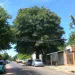 Dos árboles que vieron crecer a más de una generación en San Lorenzo