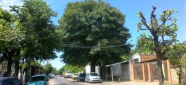 Dos árboles que vieron crecer a más de una generación en San Lorenzo