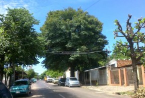 Dos árboles que vieron crecer a más de una generación en San Lorenzo