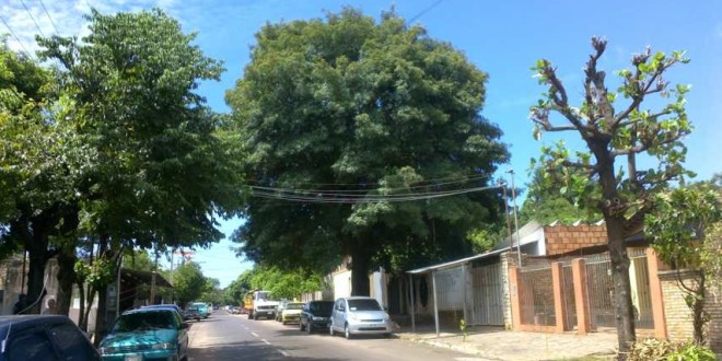 Dos árboles que vieron crecer a más de una generación en San Lorenzo