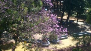 Lapacho en flor de la Plaza Cerro Corá de San Lorenzo del Campo Grande