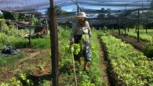 La imagen fue tomada esta mañana en la quinta conocida como "Guarani" en Laurelty