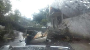 Un automovil quedó totalmente destruido tras haberse caido encima un añoso árbol en la calle Cnel Bogado entre Sgto Silva y Ruta Mcal Estigarribia