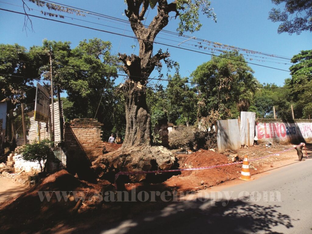 El añoso árbol ya fue sacado del lugar.