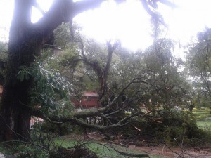 Fotografía del árbol que cayó en el colegio.