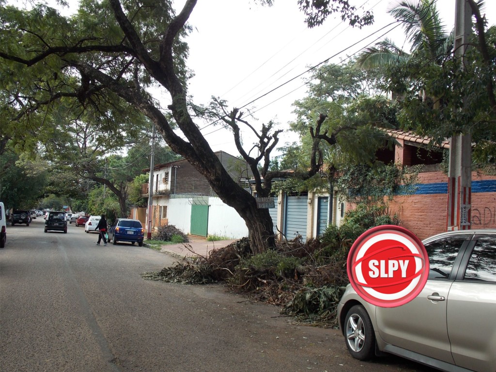 Este árbol ubicado en la calle San Lorenzo casi Sgto Silva ya es un peligro debido a que todo el peso quedó sobre la calle y cualquier viento puede ocasionar su desplome