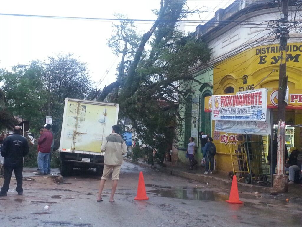 El árbol cayó sobre la cabina de la camioneta y puso en peligro el edificio  del frente.