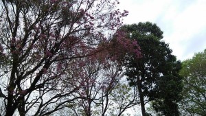 En contraposición a la contaminación que producen las basuras, existen hermosos lapachos en los alrededores del lugar.