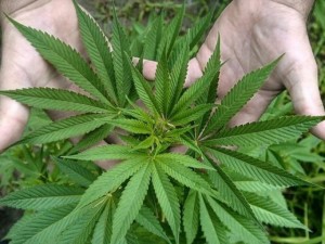 Algunos legisladores analizan proyecto que posibilite la producción de marihuana en el país. Foto Iutrativa/Última Hora