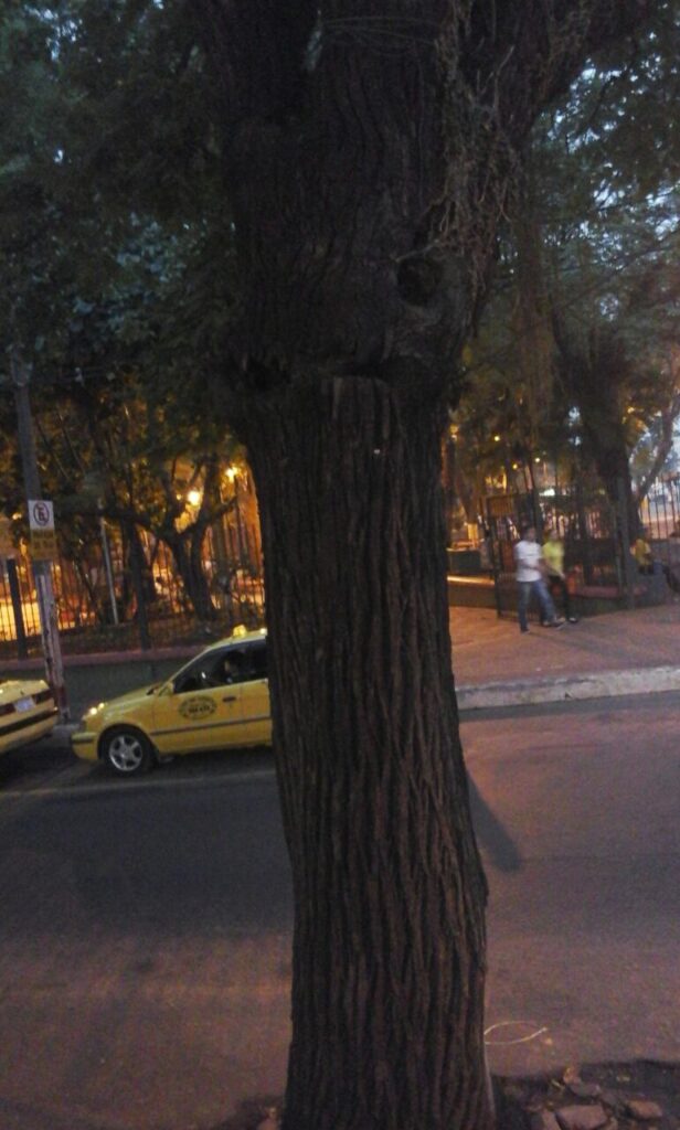 El árbol de cuyos agujeres salen humo y a ratos llamaradas pequeñas